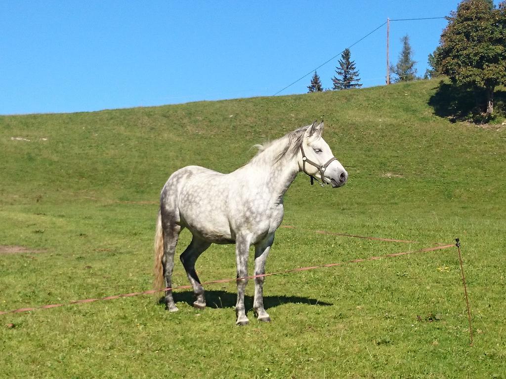 Bio-Bauernhof Kurzeck Vila Göstling an der Ybbs Exterior foto