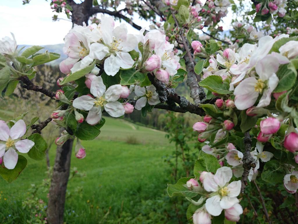 Bio-Bauernhof Kurzeck Vila Göstling an der Ybbs Exterior foto